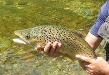 Jason Stuart 's Fly-fishing Image of a Salmo fario | Fly dreamers 