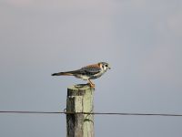 Foto de pesca con mosca