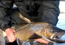  Fotografía de Pesca con Mosca de Sea-Trout (Trucha Marrón Anádroma) compartida por Roberto Garcia | Fly dreamers