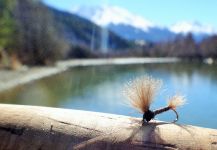 European brown trout Fly-fishing Situation – BERNET Valentin shared this Image in Fly dreamers 