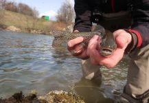  Imagen de Pesca con Mosca de Trucha arcoiris compartida por Flyfishingodec Slovenia | Fly dreamers