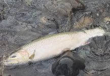 Michael Baird 's Fly-fishing Photo of a Steelhead | Fly dreamers 