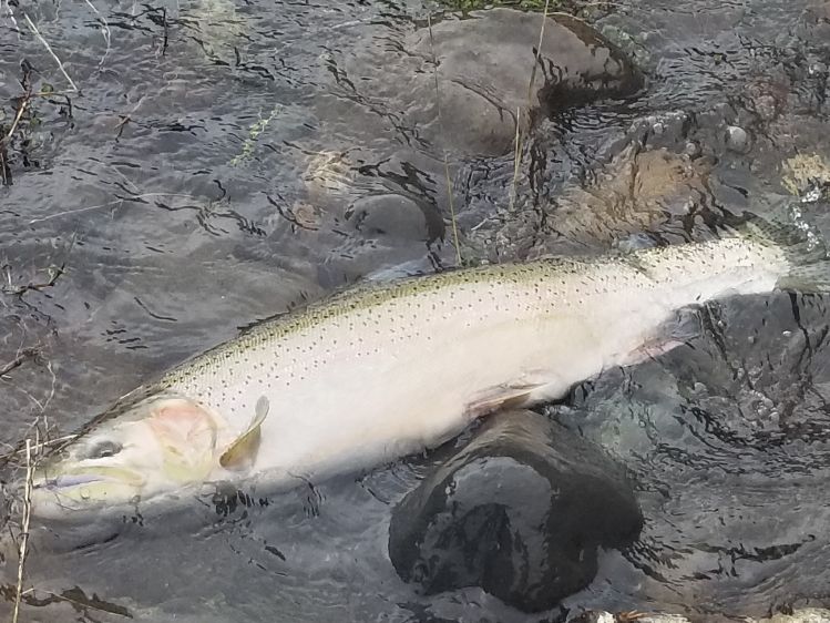 North Umpqua Wild Buck 