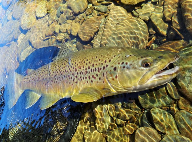 Nice trout from NZ !