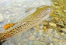 BERNET Valentin 's Fly-fishing Image of a Loch Leven trout German | Fly dreamers 