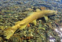 Fly-fishing Picture of Brownie shared by BERNET Valentin | Fly dreamers