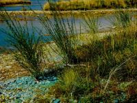 toxic weed spraying on the shores of Lake Benmore, South Island