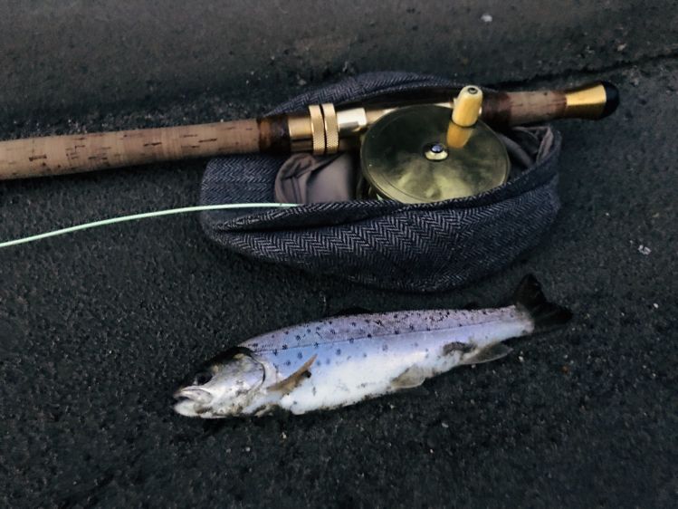 Yesterday's Japanease wild Brown trout.