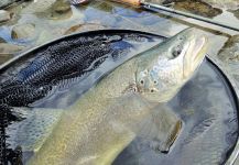 Fly-fishing Picture of English trout shared by BERNET Valentin | Fly dreamers