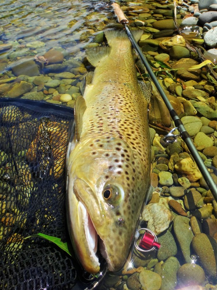 Nice Brown !