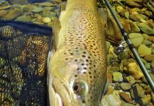 Fly-fishing Photo of German brown shared by BERNET Valentin | Fly dreamers 