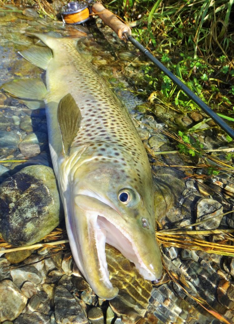 Sight nymphing in clear waters