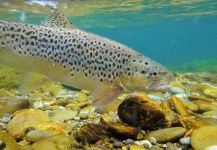 BERNET Valentin 's Fly-fishing Photo of a English trout | Fly dreamers 