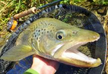 BERNET Valentin 's Fly-fishing Photo of a Marrones | Fly dreamers 