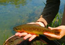  Imagen de Pesca con Mosca de Salmo trutta compartida por Flyfishingodec Slovenia | Fly dreamers