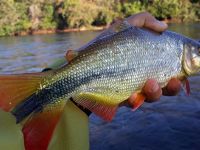 Foto de pesca con mosca