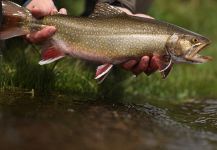  Foto de Pesca con Mosca de eastern brook trout compartida por Juan Manuel Biott | Fly dreamers