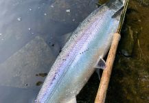 Great Fly-fishing Situation of fall salmon - Photo shared by Tomas Kolesinskas | Fly dreamers 