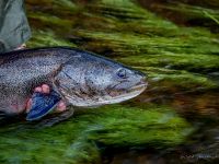 Fly fishing picture