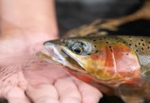 Mark Steudel 's Fly-fishing Pic of a Cutty | Fly dreamers 