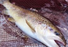  Fotografía de Pesca con Mosca de Salmo fario por Flyfishingodec Slovenia | Fly dreamers 