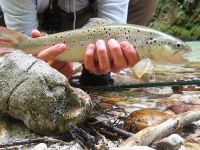 Fly fishing picture