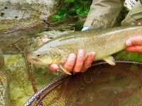 Fly fishing picture