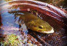 Fly-fishing Picture of European brown trout shared by Flyfishingodec Slovenia | Fly dreamers