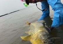 Vittorio Botta 's Fly-fishing Catch of a Golden Dorado | Fly dreamers 