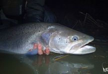 Uros Kristan - URKO Fishing Adventures 's Fly-fishing Catch of a River wolf | Fly dreamers 