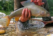  Foto de Pesca con Mosca de Lady of the stream por Flyfishingodec Slovenia | Fly dreamers 