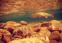  Fotografía de Pesca con Mosca de Brookie por Matapiojo  Lodge | Fly dreamers