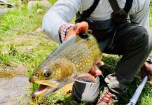 Billy Cosby 's Fly-fishing Photo of a mud trout | Fly dreamers 