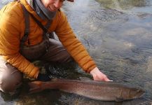  Fotografía de Pesca con Mosca de Salmón del Danubio - Hucho Hucho compartida por Flyfishingodec Slovenia | Fly dreamers