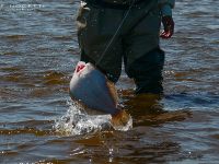 Fly fishing picture