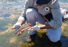 NICOLAS MONGE 's Fly-fishing Photo of a Rainbow trout | Fly dreamers 