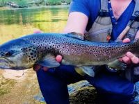 Marble trout