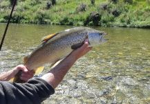 Fly-fishing Pic of Browns shared by Jason Stuart | Fly dreamers 