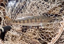 Fly-fishing Photo of Red-Spotted Masu Salmon shared by Nakamura Nobuo | Fly dreamers 