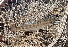 Nakamura Nobuo 's Fly-fishing Photo of a Red-Spotted Masu Salmon | Fly dreamers 