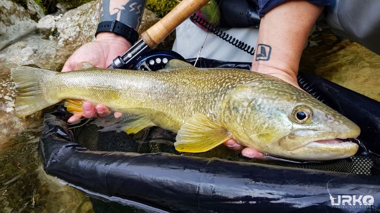 Marble trout - ghost of Slovenian rivers and streams