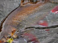 Foto de pesca con mosca