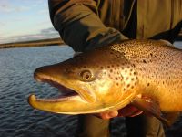 Foto de pesca con mosca