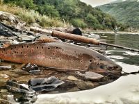 Foto de pesca con mosca