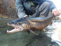 Foto de pesca con mosca