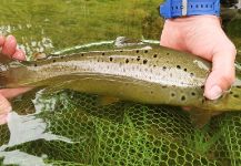  Foto de Pesca con Mosca de Salmo trutta por Flyfishingodec Slovenia | Fly dreamers 