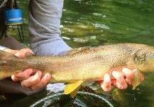  Imagen de Pesca con Mosca de Trucha marmorata compartida por Flyfishingodec Slovenia | Fly dreamers