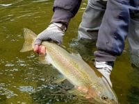 Foto de pesca con mosca