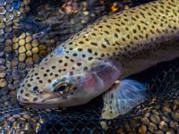 Foto de pesca con mosca