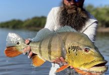 Fly-fishing Situation of Peacock Bass shared by Afloat Fishing 